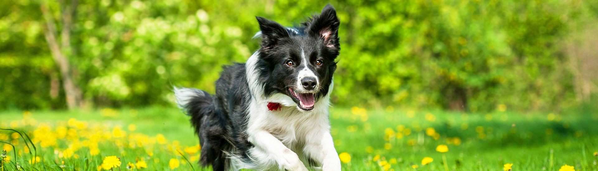 Border Collie
